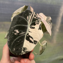 Load image into Gallery viewer, Alocasia Black Velvet Pink variegated exact plant, Fedex 2day*