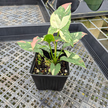 Load image into Gallery viewer, Syngonium Red Spot Tricolor Variegated exact plant, Fedex 2day*