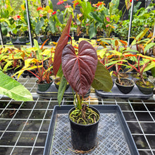 Load image into Gallery viewer, Anthurium Moodeanum x Andraeanum, Exact Plant, Ships Nationwide