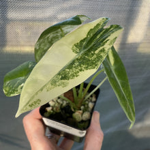 Load image into Gallery viewer, Alocasia Longiloba Aurea variegated exact plant, Fedex 2day*