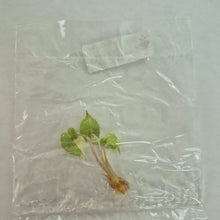 Load image into Gallery viewer, Alocasia Yucatan Pink variegated tissue culture 2DayAir
