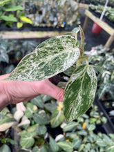 Load image into Gallery viewer, Philodendron Green Emerald Variegated 2.5" pot, Fedex 2day*