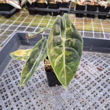 Load image into Gallery viewer, Alocasia Sedenii Aurea Variegated exact plant, Fedex 2day*