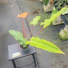 Load image into Gallery viewer, Philodendron Orange Marmalade, Exact Plant Ships Nationwide