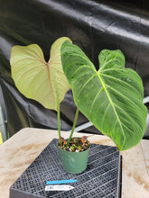 Load image into Gallery viewer, Philodendron Gloriosum, Pink Veined Back, Exact Plant Ships Nationwide