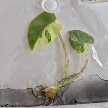 Load image into Gallery viewer, Alocasia Longiloba Albo Variegated tissue culture Fedex 2day
