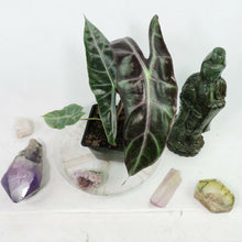 Load image into Gallery viewer, Alocasia Longiloba, Denudata 4" pot, Fedex 2day*