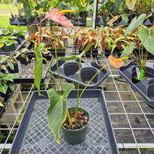 Load image into Gallery viewer, Anthurium Shibori, Exact Plant Variegated Ships Nationwide