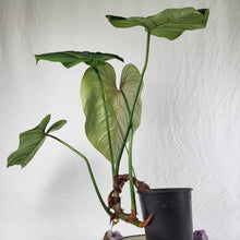 Load image into Gallery viewer, Philodendron Gloriosum, Pink Veined Back 6" pot, Fedex 2 day*