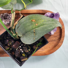 Load image into Gallery viewer, Scindapsus Silver Hero, Exact Plant