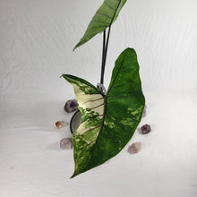 Load image into Gallery viewer, Alocasia Macrorhizza Black Stem, Exact Plant Variegated