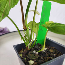 Load image into Gallery viewer, Philodendron Verrucosum 2.5" Pot, Fedex 2 day*