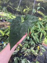 Load image into Gallery viewer, Anthurium (Ace of Spades Dark Form x Kunayalense) x Pap FS 2.5" pot, Fedex 2day*