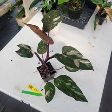 Load image into Gallery viewer, Philodendron Red Anderson, Exact Plant Ships Nationwide