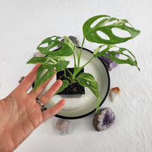 Load image into Gallery viewer, Monstera Adansonii Mint "Indonesia" Variegated 4" pot, Fedex 2day*