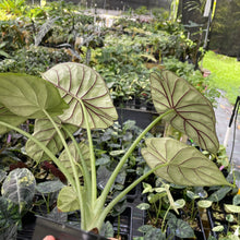 Load image into Gallery viewer, Alocasia Dragon Scale Mint, lower variegation 4" pot, Fedex 2day*