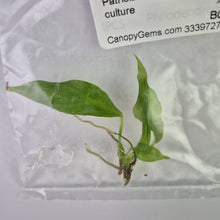 Load image into Gallery viewer, Philodendron Patriciae tissue culture 2DayAir