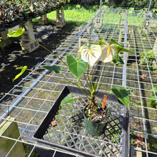Load image into Gallery viewer, Anthurium White Obake 'Tropic Ice', Exact Plant