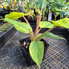 Load image into Gallery viewer, Philodendron Jungle Fever , Exact Plant Variegated Ships Nationwide
