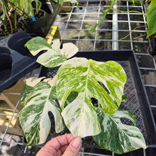 Load image into Gallery viewer, Monstera Borsigiana Albo Deliciosa, Exact Plant Variegated Ships Nationwide