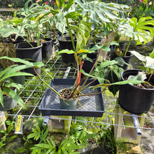 Load image into Gallery viewer, Philodendron Mexicanum, Exact Plant Ships Nationwide