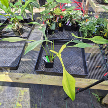 Load image into Gallery viewer, Philodendron Joepii Variegated, Exact Plant Ships Nationwide