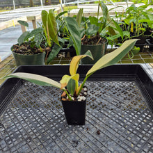 Load image into Gallery viewer, Philodendron Wend Imbe, Exact Plant Variegated Ships Nationwide