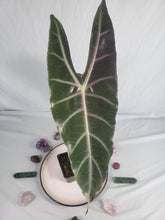 Load image into Gallery viewer, Denudata Longiloba, Exact Plant, Alocasia