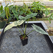 Load image into Gallery viewer, Alocasia simpo albo Exact Plant Ships Nationwide