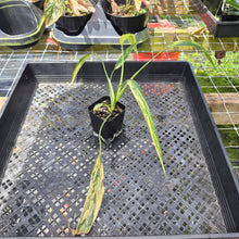 Load image into Gallery viewer, Philodendron Holtonianum Variegated, Exact Plant Ships Nationwide