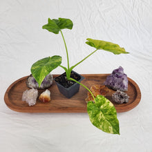 Load image into Gallery viewer, Alocasia Gageana Aurea, Exact Plant Variegated