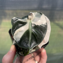 Load image into Gallery viewer, Alocasia Heart Balloon pink variegated exact plant, Fedex 2day*