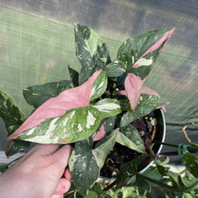 Load image into Gallery viewer, Syngonium Red Spot Tricolor Variegated exact plant, Fedex 2day