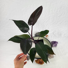 Load image into Gallery viewer, Philodendron Majesty, Exact Plant