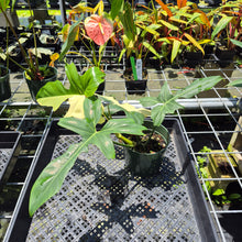 Load image into Gallery viewer, Philodendron Green Golden Dragon Variegated exact plant, Fedex 2day*
