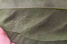 Load image into Gallery viewer, Sport-Variegated Anthurium Papillilaminum x Ace of Spades, Exact Plant