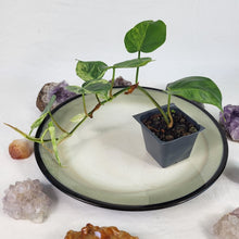 Load image into Gallery viewer, Philodendron Hederaceum, Heart Leaf, Exact Plant Variegated