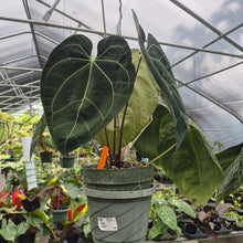 Load image into Gallery viewer, Anthurium Ace of Spades exact plant, Fedex 2day*