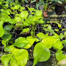 Load image into Gallery viewer, Alocasia Cucullata Variegated 4" pot, Fedex 2day*