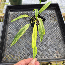 Load image into Gallery viewer, Anthurium Vittarifolium , Exact Plant Variegated Ships Nationwide