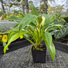 Load image into Gallery viewer, Philodendron Wend Imbe, Exact Plant Variegated Ships Nationwide