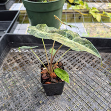 Load image into Gallery viewer, Alocasia Longiloba Black Satun Stardust Variegated, Exact Plant Ships Nationwide