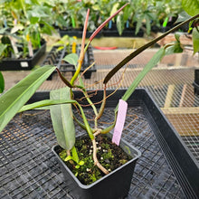 Load image into Gallery viewer, Philodendron Bicolor, Exact Plant Ships Nationwide