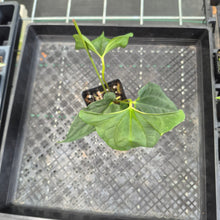 Load image into Gallery viewer, Anthurium Papillilaminum Fort Sherman X Ralph Lynam, Exact Plant Ships Nationwide
