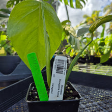 Load image into Gallery viewer, Monstera Borsigiana Aurea, Exact Plant Variegated Ships Nationwide