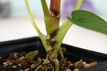 Load image into Gallery viewer, Anthurium Papillilaminum 'Fort Sherman', exact plant, ships nationwide