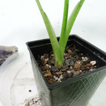 Load image into Gallery viewer, Alocasia Frydek, Micholitziana 4" pot, Fedex 2 day*