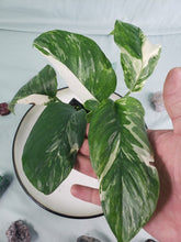Load image into Gallery viewer, Lechleriana, exact plant, variegated Monstera, ships nationwide
