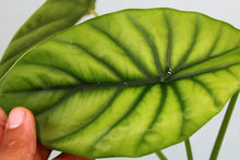 Load image into Gallery viewer, Alocasia Green Shield Exact Plant