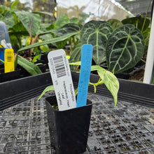 Load image into Gallery viewer, Philodendron Hederaceum, Heart Leaf, Exact Plant Variegated Ships Nationwide